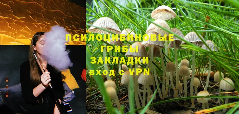 Псилоцибиновые грибы Psilocybe  Изобильный 